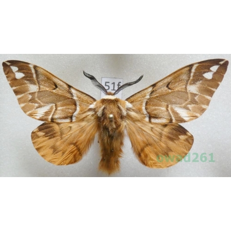 Endromis versicolora (Linnaeus, 1758) male Poland51f